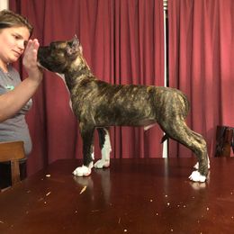 American Pit Bull Terrier Puppies from Kaotic APBTs