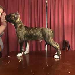 American Pit Bull Terrier Puppies from Kaotic APBTs