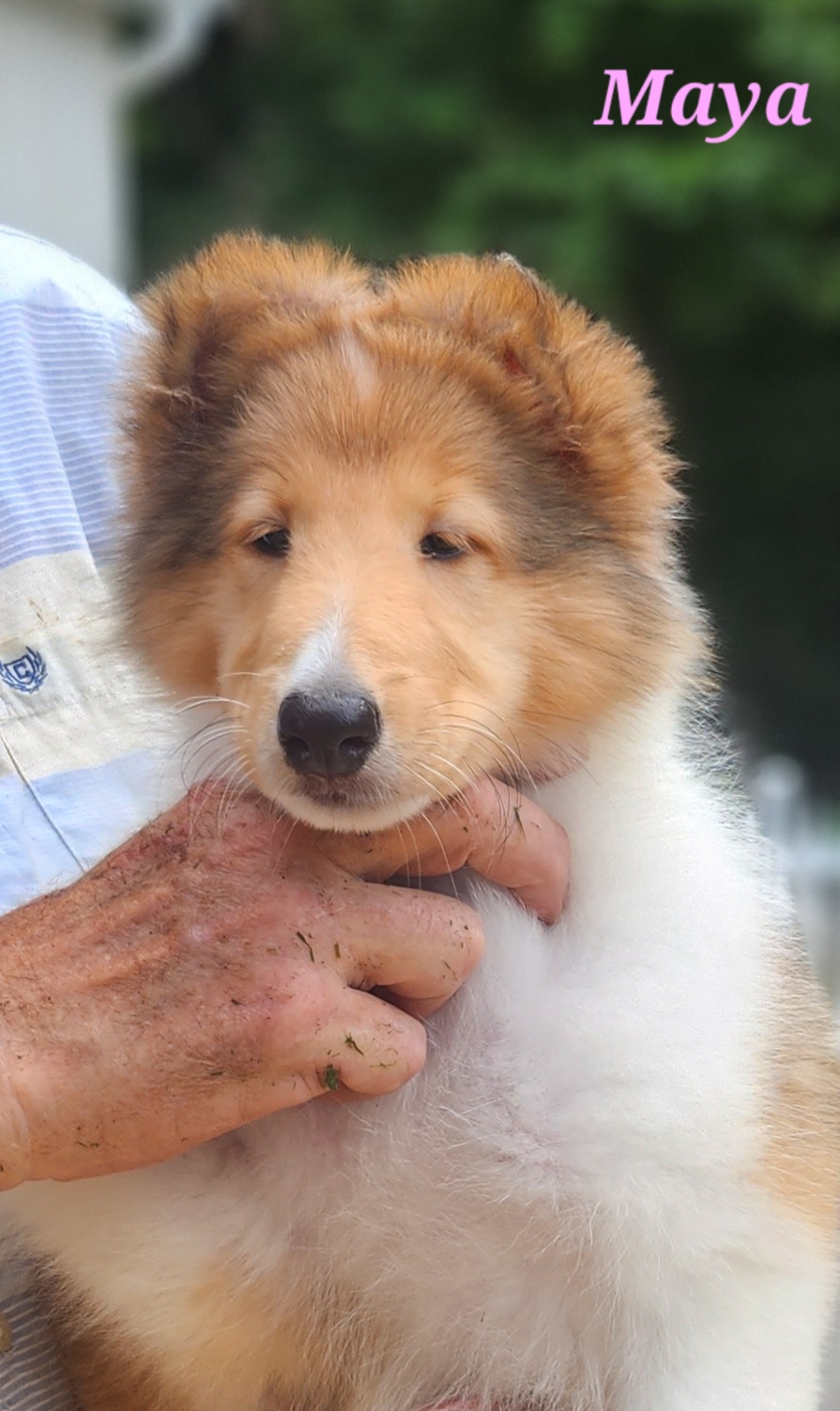 Girl 1 - Sable and white Collie puppy in Newtown, Connecticut from Lakewinds Collies & Bulldogs
