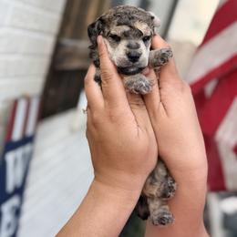 Feyre - Sable female Poodle puppy in Orem, Utah from First Class Poodles
