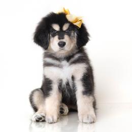 Yellow Bow Girl - Pretty - Black and tan female Tibetan Mastiff puppy in Illinois from Adynasty Tibetan Mastiffs