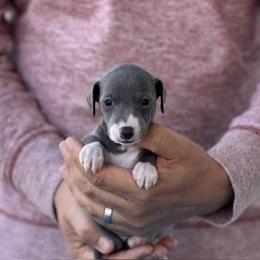 Girl 1 - Blue female Italian Greyhound puppy in Sugar Valley, Georgia from Pinnacle Farm and Kennel