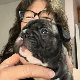 Boy 1 with white - Brindle and white male French Bulldog puppy in Riverside, California from Nancy Smith Woodcrest Frenchies