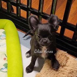 Luna - Black and white female Chihuahua puppy in Ponca City, Oklahoma from Bliss Acres Farm