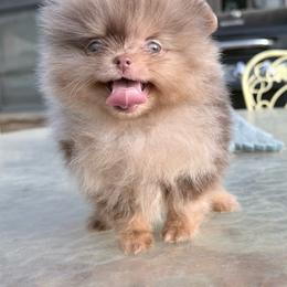 Milkway - Chocolate merle male Pomeranian puppy in Coleman, Oklahoma from Pretty Poms
