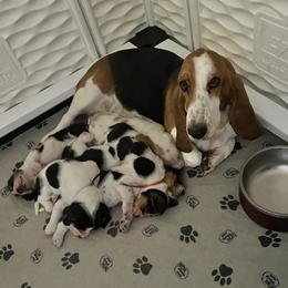 Basset Hound, Boykin Spaniel, English Cocker Spaniel, and Labrador Retriever Puppies from PARK’s Family Farm