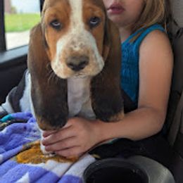 Basset Hound Puppies from The Clumsy Kentucky Bassets