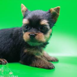 Yorkshire Terrier Puppies from Essence of Grace Yorkies