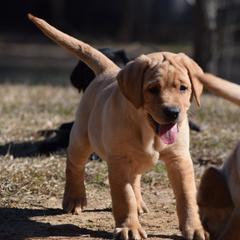 Yellow Male - Blue - Yellow male Labrador Retriever puppy in Edgefield, South Carolina from Backwoods Pond Labradors LLC
