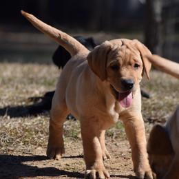 Yellow Male - Blue - Yellow male Labrador Retriever puppy in Edgefield, South Carolina from Backwoods Pond Labradors LLC
