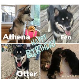 Alaskan Malamute All Grown Up from Wild Night Alaskan Malamutes