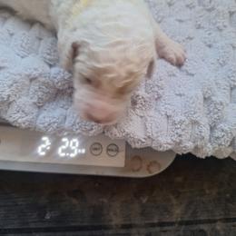 Abel - Cream male Poodle puppy in Lookout, California from Rossiter Poodles