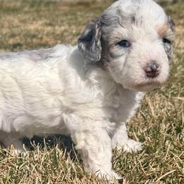 Willow - Grey and white female Bernedoodle puppy in Larimer County, Colorado from Puppy Love Doodles