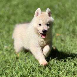 Alastor - Gray and white male Siberian Husky puppy in Amery, Wisconsin from Sovereign Siberians