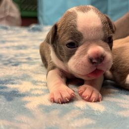 Richard - Lilac male Boston Terrier puppy in Red Rock, Arizona from Cortes Boston Terriers