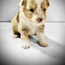 Miniature Australian Shepherd and Toy Australian Shepherd Puppies from Pawesome Lil Aussies