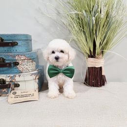 Gizmo - White male Poodle puppy in Rainbow City, Alabama from Spinks Poodles