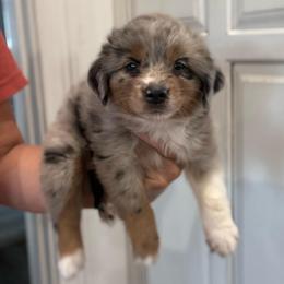 Massie - Blue merle female Toy Australian Shepherd puppy in Ambrose, Georgia from Brandilyn's Aussies