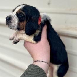 Red male - Black tan and white male Basset Hound puppy in Clinton, Tennessee from High Hopes Hounds