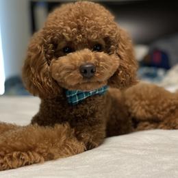 Chili - Poodle