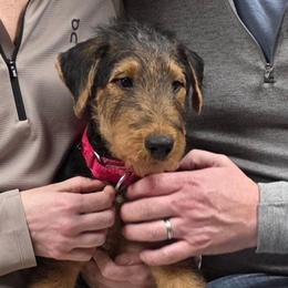 Mr Gray - Black and tan male Airedale Terrier puppy in Waco, Nebraska from Donpanaire Airedales