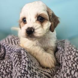 Lilly - White female Assorted Doodle Crosses puppy in Riverdale, Utah from Holly Jolly Dachshunds