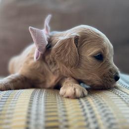 Girl 3 - Apricot female Goldendoodle puppy in Nampa, Idaho from Farmhouse Goldens