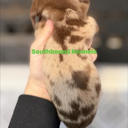 Green - Dapple male Dachshund puppy in Leoma, Tennessee from Southbound Kennel
