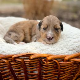 Willie - male Australian Mountain Doodle puppy in Pittsburgh, Pennsylvania from WestPenn Doodles LLC
