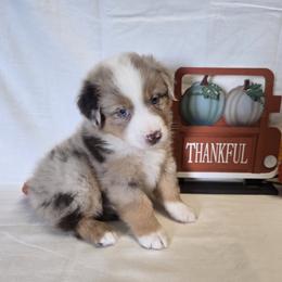 Boy 3 - Red merle male Australian Shepherd puppy in Lakeland, Florida from Diamond P Australian Shepherds