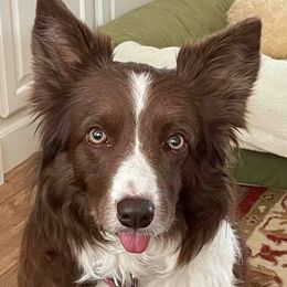 Border Collie All Grown Up from Lin Battaglia