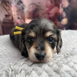 Dolly AKC - Dapple female Dachshund puppy in Jena, Louisiana from Amy’s Mini Doxies