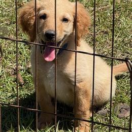 Teddy - Apricot male Goldendoodle puppy in Ambrose, Georgia from Brandilyn's Aussies