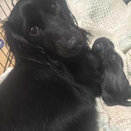 Pearl - Dachshund