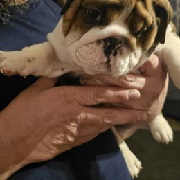 Bulldog Puppies from Magill's Bulldogs
