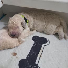 Lime Collar - Cream male Goldendoodle puppy in Mullin, Texas from Grosenbacher Goldendoodles