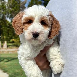 Bear - Parti male Goldendoodle puppy in Madisonville, Kentucky from Carlie and Co. Goldendoodles
