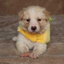 Honeybee - Gold female Border Collie puppy in Courtland, Alabama from C Bar C Ranch Border Collies