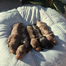 Dachshund Puppies from KCK9 Dachshunds