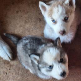 Athena - Gray and white female Siberian Husky puppy in Lancaster, California from The Huskies Sanctuary