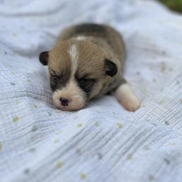 Lola - Red female Pembroke Welsh Corgi puppy in Hope, Arkansas from Foxy Knoll Farm