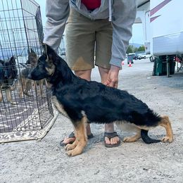 German Shepherd Puppies from Ca-She Shepherds
