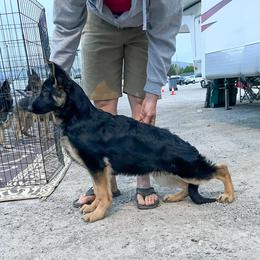 German Shepherd Puppies from Ca-She Shepherds