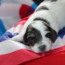 Cutler - Piebald male Dachshund puppy in Staley, North Carolina from Langley Farms Dachshunds
