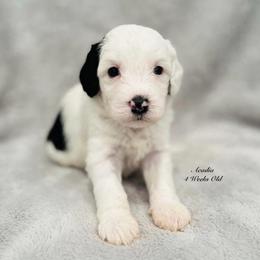 Acadia- Female Reservation 9 - White female Sheepadoodle puppy in Spokane, Washington from Downriver Doodles
