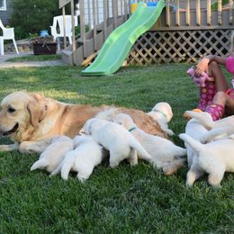 Golden Retriever Puppies from Golden Retriever Companions