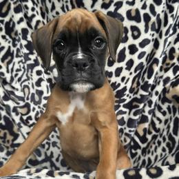 Tasha - Fawn female Boxer puppy in Cicero, New York from MK Boxer Haven of CNY