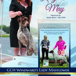 German Shorthaired Pointer All Grown Up from Windward German Shorthaired Pointers