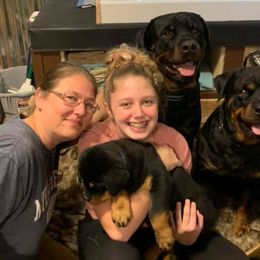 Rottweiler Puppies from Von Schonen Rottweilers