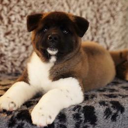 Akita Puppies from Gonza Akitas